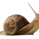 snail-meme avatar