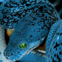 snakes-are-the-best avatar