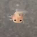 snallfish avatar