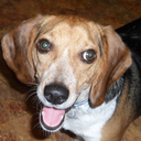 snoopythebeagle avatar