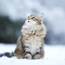 snowflake-kitten avatar