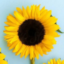 snowflake-sunflower avatar