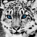 snowleopard56 avatar