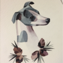 sobresaltowhippet avatar