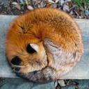 soft-tiny-fox avatar