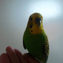 somebirbsonegal avatar