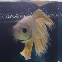 sparkythebetta avatar