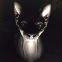 sphynxmomfromhorrorwood90210 avatar