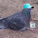 sportsmodepigeon avatar