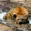 spotted-hyena-blog avatar