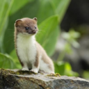 stoatally avatar