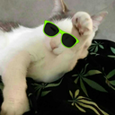 stonedcoolcats avatar