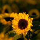 sunflowerfarmstand avatar