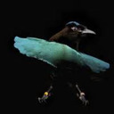 supreme-bird avatar