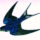 swallowtailblue avatar