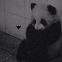 taotaothepanda234 avatar