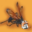 tarantula-hawk-wasp avatar