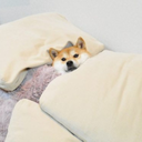 the-bitch-of-eastwick avatar