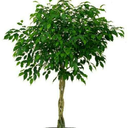 the-ficus-chronicles avatar