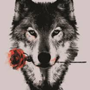 the-shewolfs-cry avatar