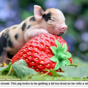 the-strawberry-pig avatar