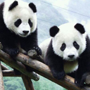 thegiantpandas-moved-blog avatar