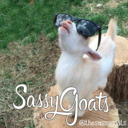 thesassygoats avatar