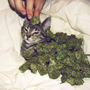 thestonedkitty-blog avatar