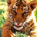 tigersareforever avatar