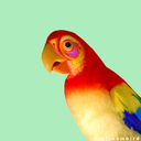 tikiroombird avatar