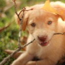 tinypaw avatar