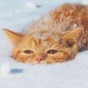 tired-thaumaturge avatar