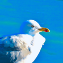 toastgull avatar