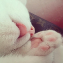 toebeanstoebeans avatar