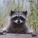 trashpandaandspots avatar