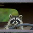 trashpandalife avatar