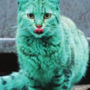 turquoise-cats avatar