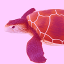 turtlestart avatar