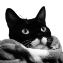 tuxedocat avatar