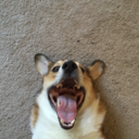 tyrionthecorgi avatar