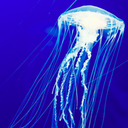 underwatercomets avatar