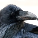 unkindcorvid avatar