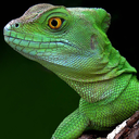 vestlizard100 avatar