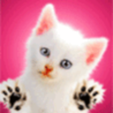 vickicats avatar