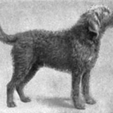 vintagedogs avatar