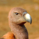 vulturesmaw avatar