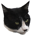 warehousecat avatar