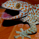 whatthegeck avatar