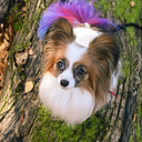 whimsicalwoofs avatar