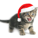 winterholidaycat avatar